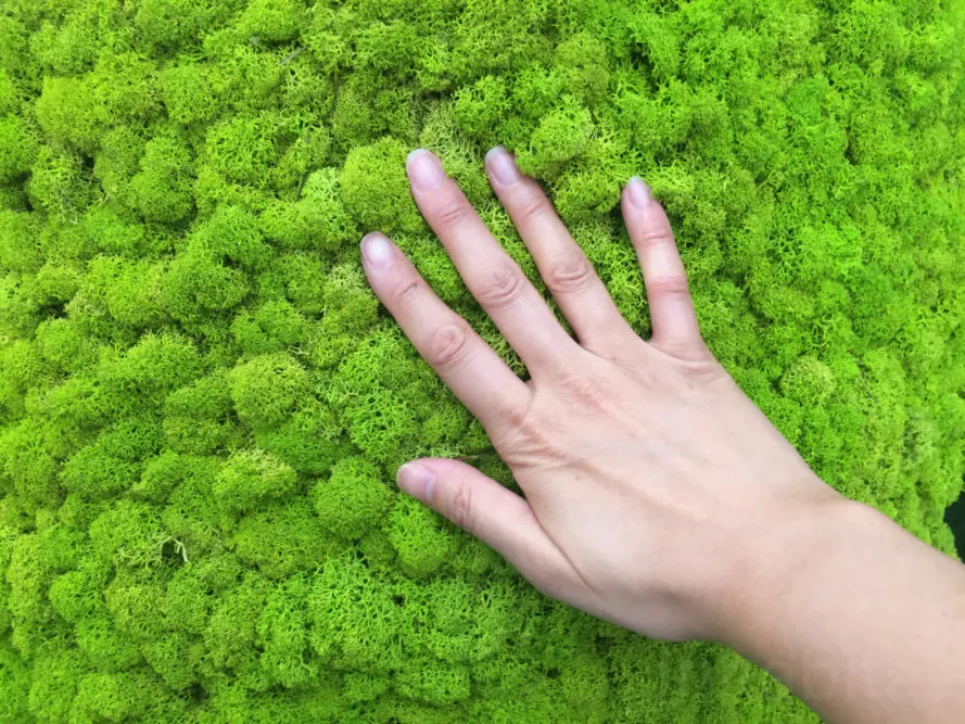 Reindeer Moss Movable Wall